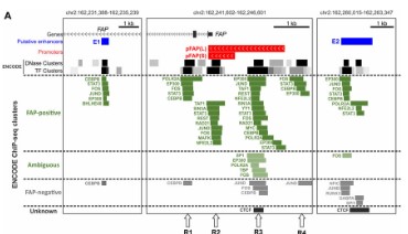Location of ENCODE ChIP-seq clusters peaks near the promoter and putative enhancers of the FAP gene.jpg